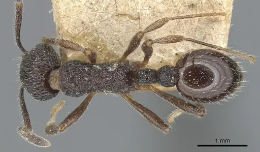 Myrmica rupestris - CASENT0904091