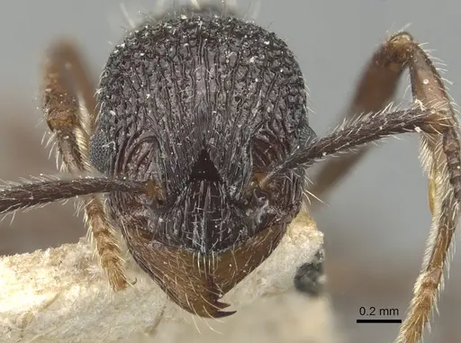 Myrmica rupestris - CASENT0904091