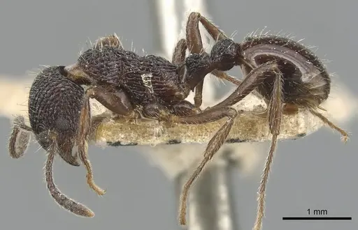 Myrmica rupestris - CASENT0904091