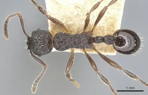 Myrmica rupestris - CASENT0904095