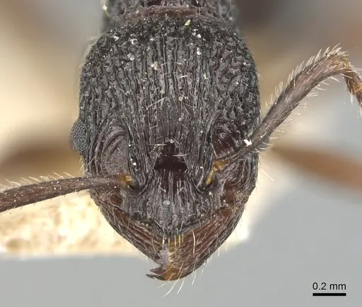 Myrmica rupestris - CASENT0904095