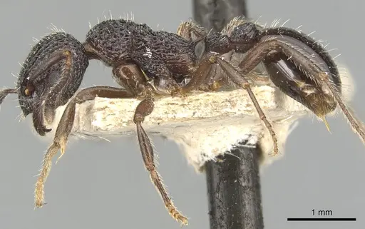 Myrmica rupestris - CASENT0904095