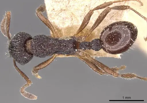 Myrmica rupestris - CASENT0907650