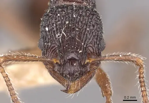 Myrmica rupestris - CASENT0907650