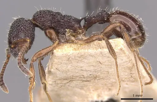 Myrmica rupestris - CASENT0907650