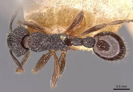 Myrmica rupestris - CASENT0907659