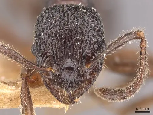 Myrmica rupestris - CASENT0907659