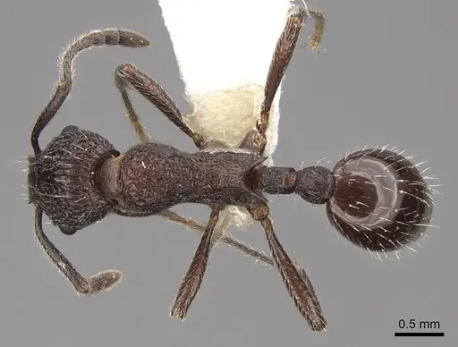 Myrmica rupestris - CASENT0922786