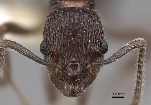 Myrmica rupestris - CASENT0922786