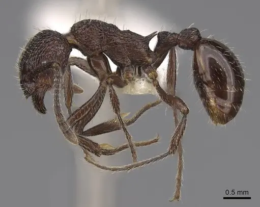 Myrmica rupestris - CASENT0922786