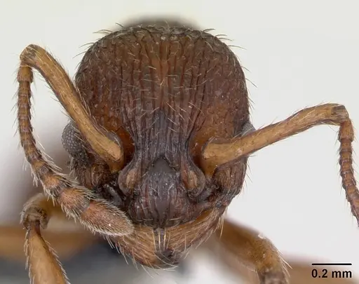 Myrmica sabuleti specimen