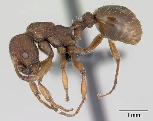 Myrmica sabuleti specimen