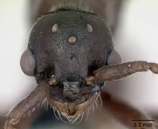 Myrmica sabuleti - CASENT0173178