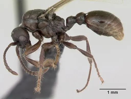 Myrmica sabuleti - CASENT0173178