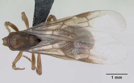 Myrmica sabuleti - CASENT0173179