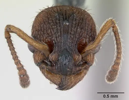 Myrmica sabuleti - CASENT0173179