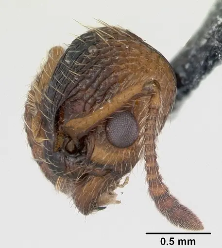 Myrmica sabuleti - CASENT0173179
