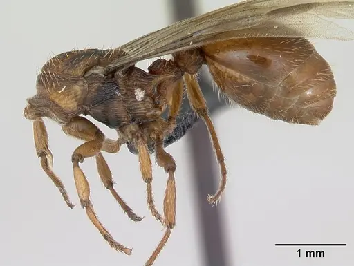 Myrmica sabuleti - CASENT0173179