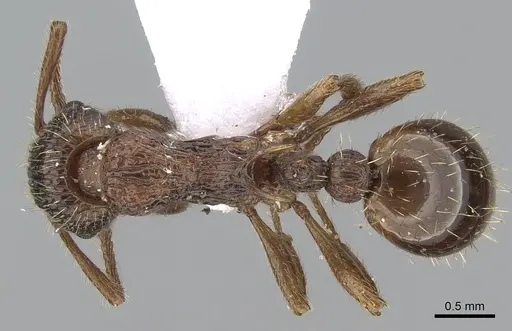 Myrmica sabuleti - CASENT0281554