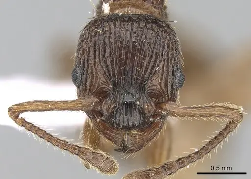 Myrmica sabuleti - CASENT0281554