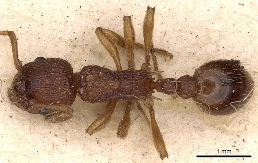 Myrmica sabuleti - CASENT0900277