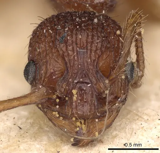 Myrmica sabuleti - CASENT0900277