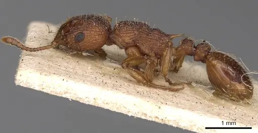 Myrmica sabuleti - CASENT0900277