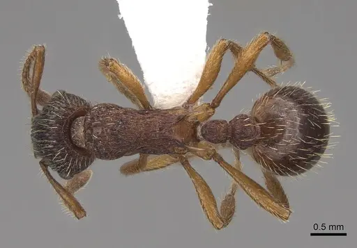 Myrmica sabuleti - CASENT0922794