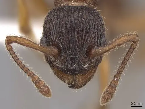 Myrmica sabuleti - CASENT0922794