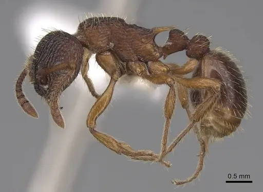 Myrmica sabuleti - CASENT0922794