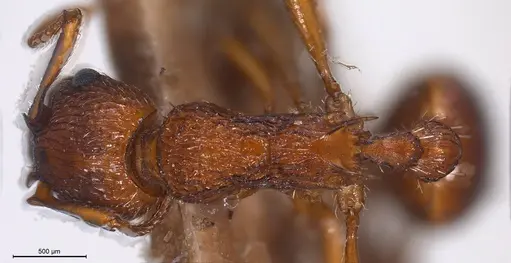 Myrmica salina specimen