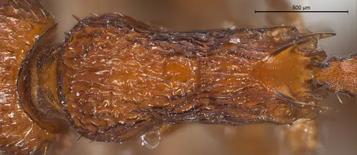Myrmica salina specimen