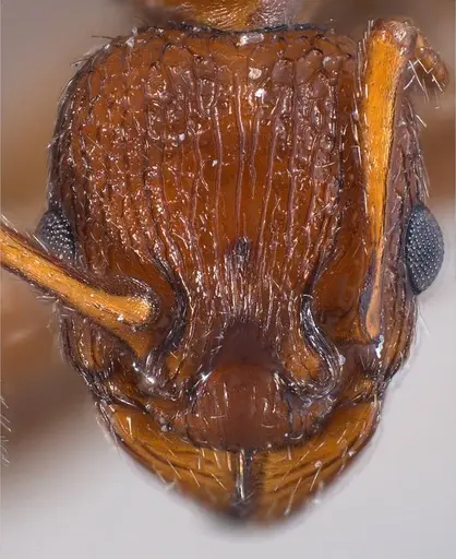 Myrmica salina specimen