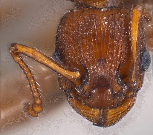 Myrmica salina - ANTWEB1008457