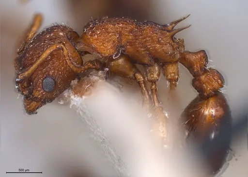 Myrmica salina - ANTWEB1008457