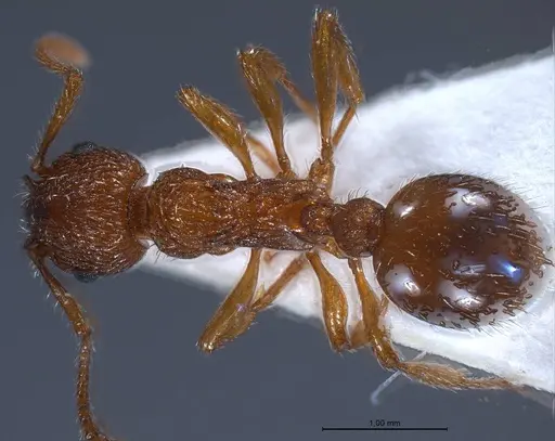 Myrmica salina - ANTWEB1008462