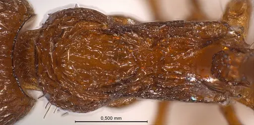 Myrmica salina - ANTWEB1008462