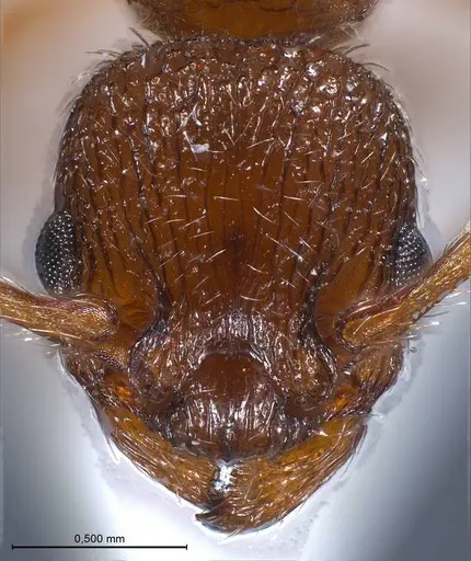 Myrmica salina - ANTWEB1008462