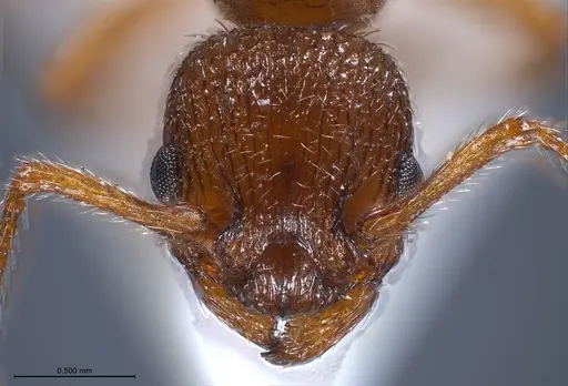 Myrmica salina - ANTWEB1008462