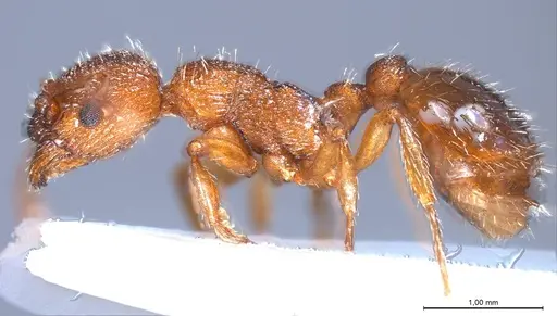 Myrmica salina - ANTWEB1008462