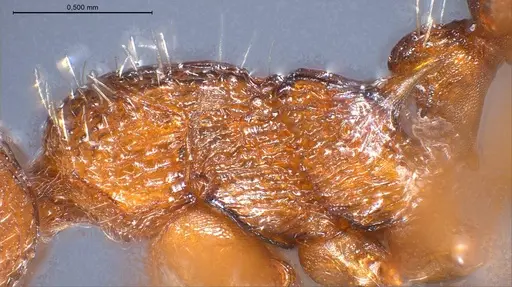 Myrmica salina - ANTWEB1008462