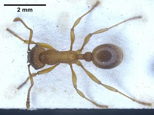 Myrmica salina - ANTWEB1041280