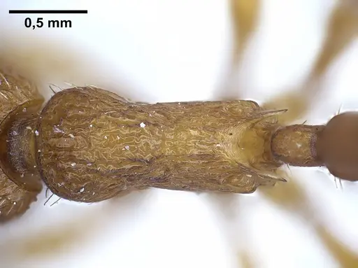 Myrmica salina - ANTWEB1041280