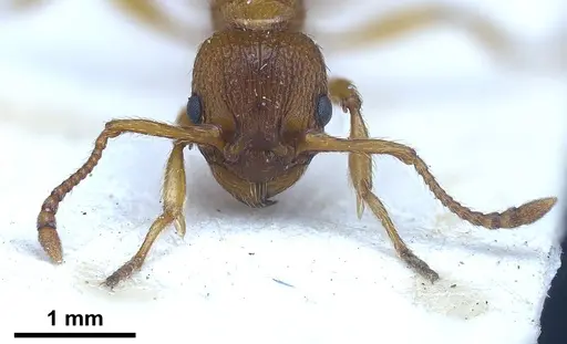 Myrmica salina - ANTWEB1041280