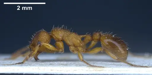 Myrmica salina - ANTWEB1041280