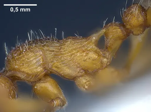 Myrmica salina - ANTWEB1041280