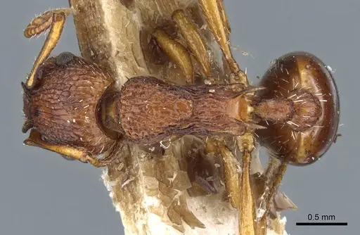 Myrmica salina - CASENT0904072