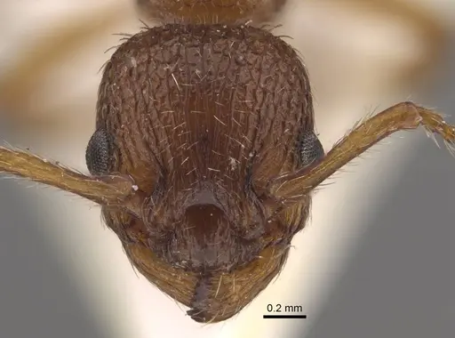 Myrmica salina - CASENT0917689