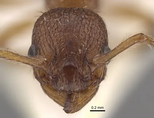 Myrmica salina - CASENT0917689