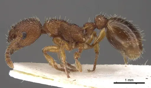 Myrmica salina - CASENT0917689